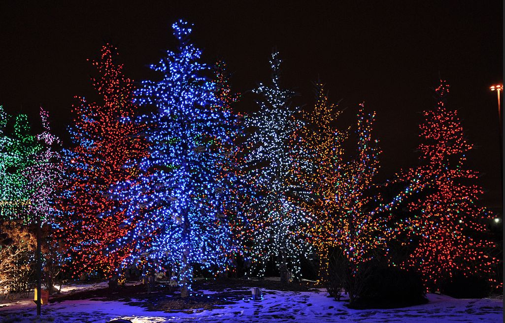 Beautifully lit multi-color evergreen trees dazzle around Christmas time